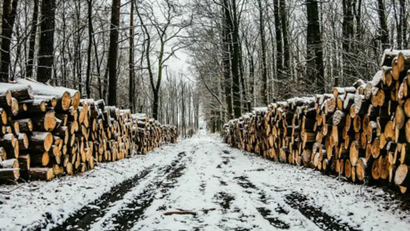 Жители Петропавловска возмутились массовой вырубкой деревьев