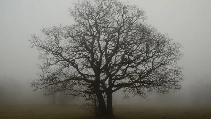 Сильный ветер и туман: в 11 областях РК объявили штормовое предупреждение