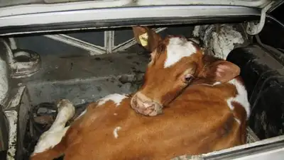 фото: altaynews.kz, фото - Новости Zakon.kz от 07.12.2017 17:47