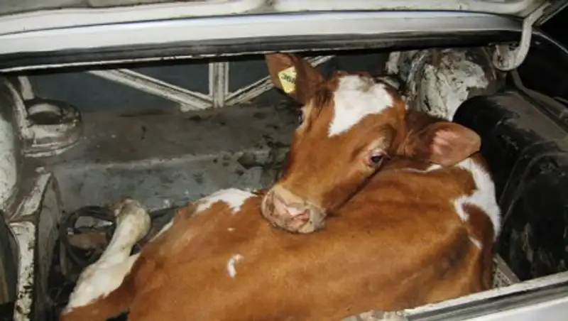 Барымтач за ночь умудрился украсть скот на 14 млн тенге