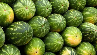 урожай арбузов в Туркестанской области, фото - Новости Zakon.kz от 25.05.2022 13:10