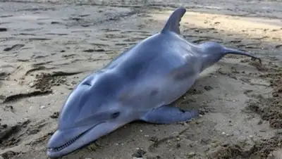 Фото: awesomeocean.com, фото - Новости Zakon.kz от 05.01.2018 09:19