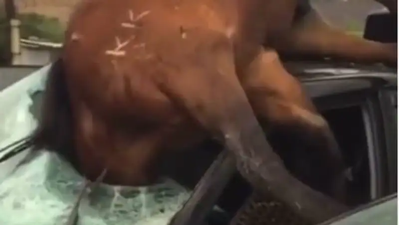 Лошадь пробила лобовое и застряла в машине – ДТП в Алматинской области