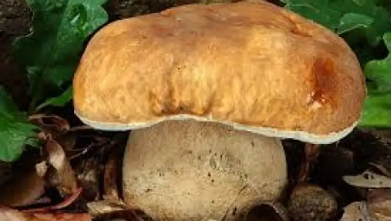 Жамбыл облысында салма&#1171;ы 17 келіге жуы&#1179; са&#1187;ырау&#1179;&#1201;ла&#1179; табылды