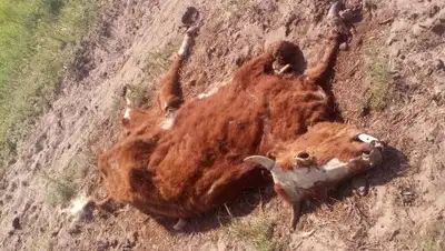 Zakon.kz, фото - Новости Zakon.kz от 16.08.2017 23:09