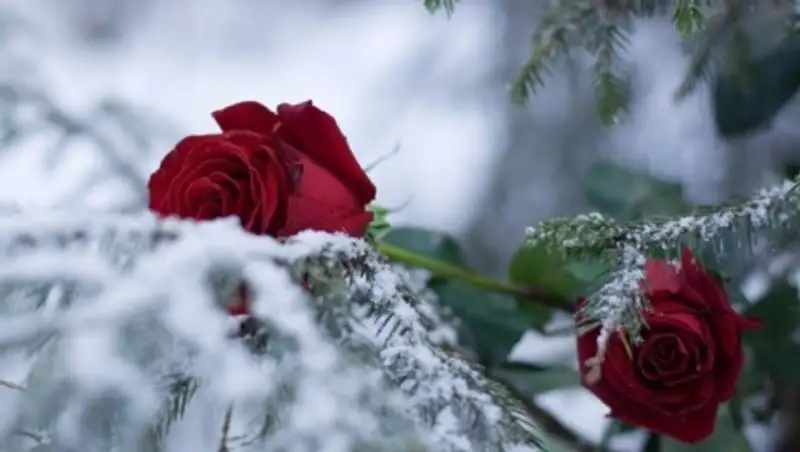 На вторник синоптики прогнозируют ясную погоду в стране