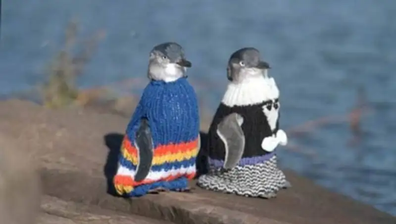Самый старый австралиец год вязал свитера для пингвинов