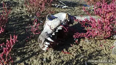 Zakon.kz, фото - Новости Zakon.kz от 08.11.2013 17:39