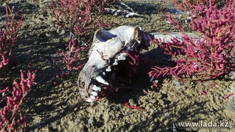 «Мертвое озеро» в Актау опасности не представляет