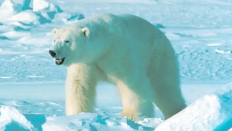 В Арктике раскрыли убийство белого медведя