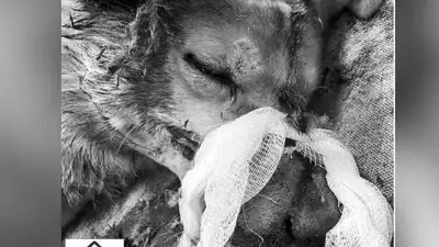 Мужчина палкой забил до смерти собаку в Усть-Каменогорске 