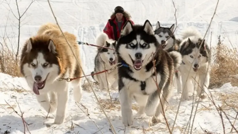 Международная гонка на собачьих упряжках стартует в Тольятти