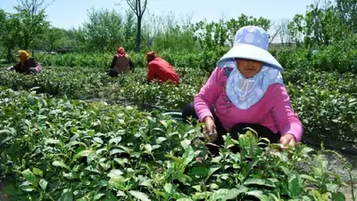 чайные традиции, Китай, фото - Новости Zakon.kz от 06.05.2022 15:17