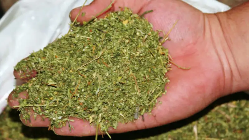 Два килограмма марихуаны хранил житель Уральска в квартире