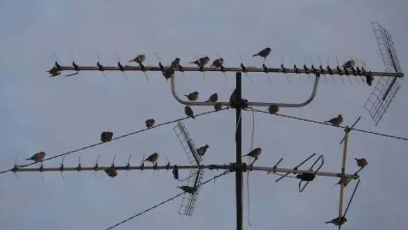 Как установить антенну на дерево