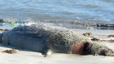 В Актау вновь обнаружили погибших тюленей , фото - Новости Zakon.kz от 04.06.2023 06:19