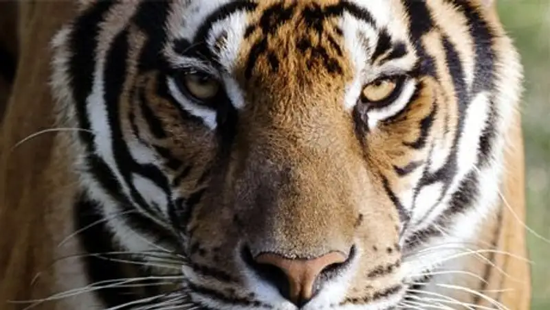 В Париже ищут сбежавшего тигра