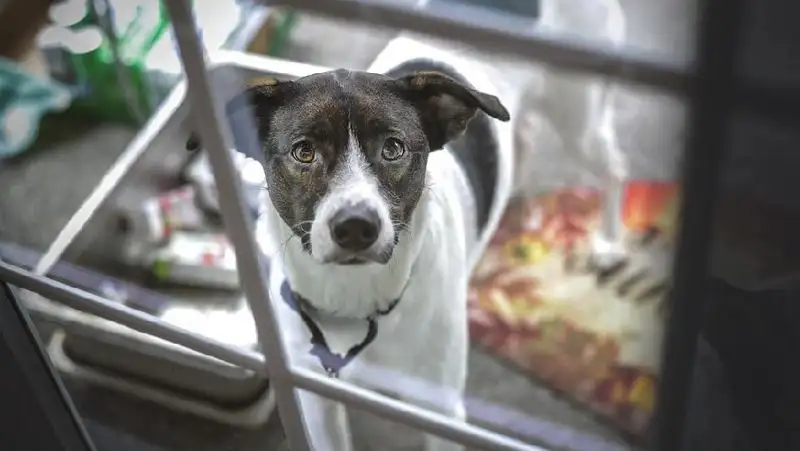 Кинолог призвал не подкармливать бездомных собак