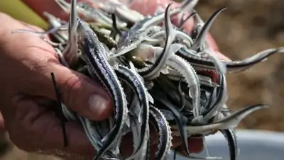 Zakon.kz, фото - Новости Zakon.kz от 11.07.2016 18:14