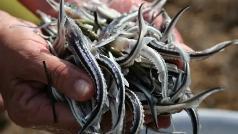 2,6 млн. молоди осетра было выпущено в Урал