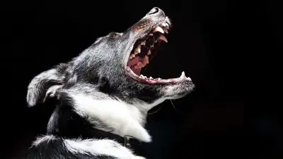 В селах ЗКО бродячие собаки нападают на скот, фото - Новости Zakon.kz от 18.07.2023 23:40