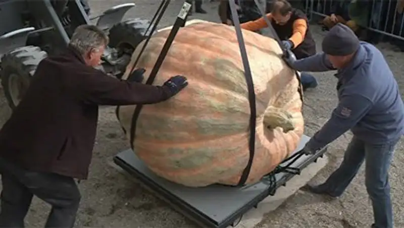 Самую тяжелую тыкву в мире взвесили в Германии