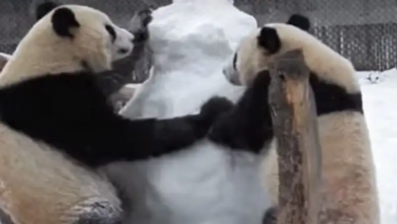 В зоопарке панды напали на снеговика