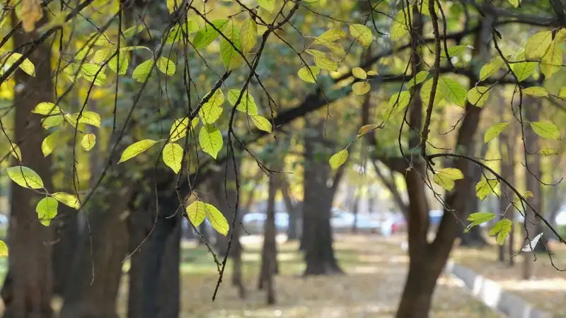 Первые осенние выходные в Казахстане будут прохладными и дождливыми