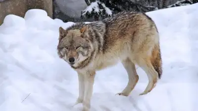 Пресс-служба акима Павлодарской области, фото - Новости Zakon.kz от 25.01.2020 08:37