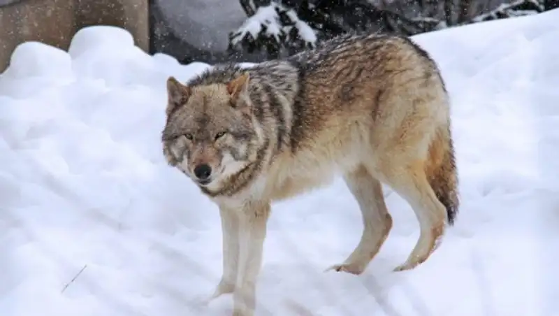 Факт нападения волков в Павлодарской области опровергли