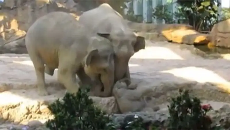 Пользователи Интернета потрясены "человеческим" поступком слонов
