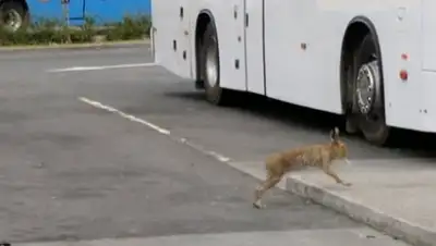 Zakon.kz, фото - Новости Zakon.kz от 01.06.2017 19:00