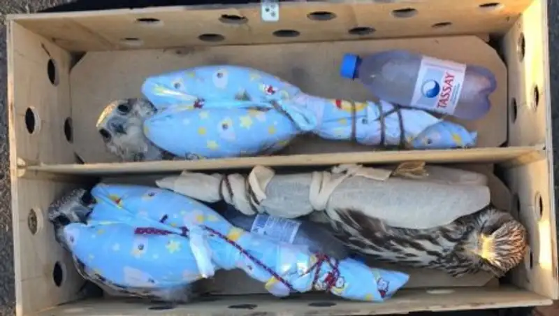 Мужчина из Алматы пытался вывезти 7 соколов-балобанов в ОАЭ