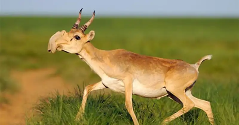 Необычные животные Казахстана