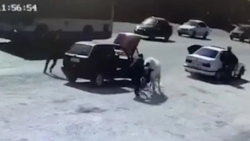 Бык напал на мужчину около скотного рынка в Шымкенте