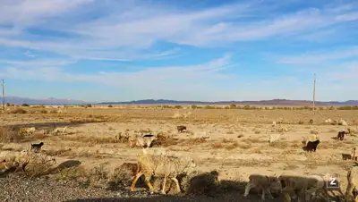 Скот, корма, падеж скота, фото - Новости Zakon.kz от 09.02.2022 18:07