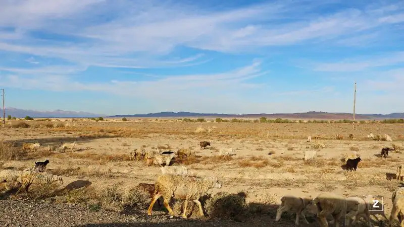 Проблема с кормами для скота назревает в одном из регионов Казахстана