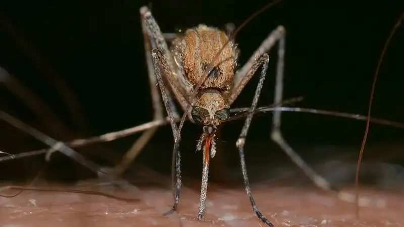 Двое казахстанцев, прибывших из Таиланда, заболели лихорадкой денге