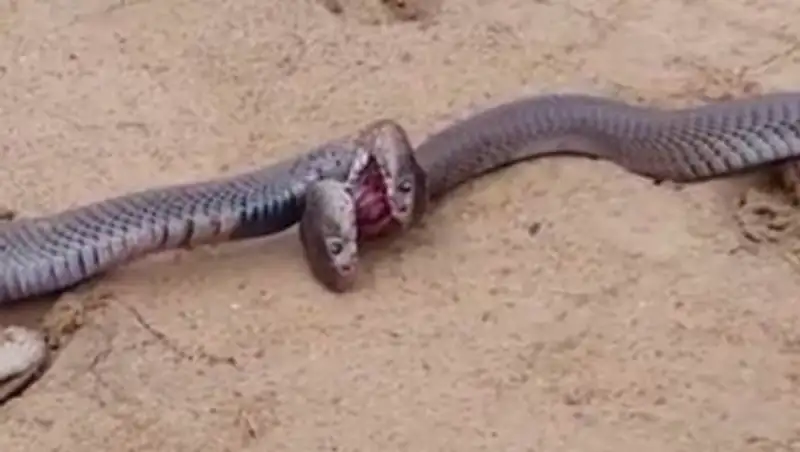 Схватка плюющихся ядом кобр попала на видео