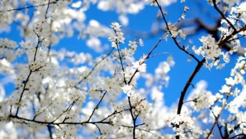 1 апреля на большей части Казахстана осадков не будет