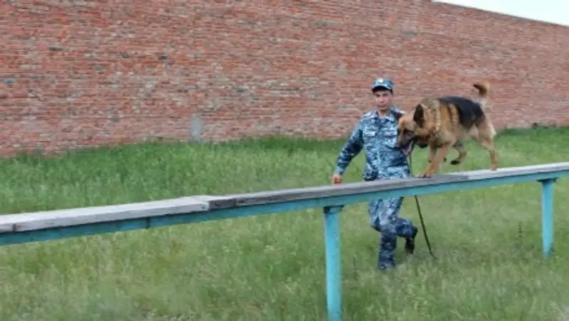 Служебная собака «Мухтар» помогла акмолинским полицейским раскрыть кражу из магазина