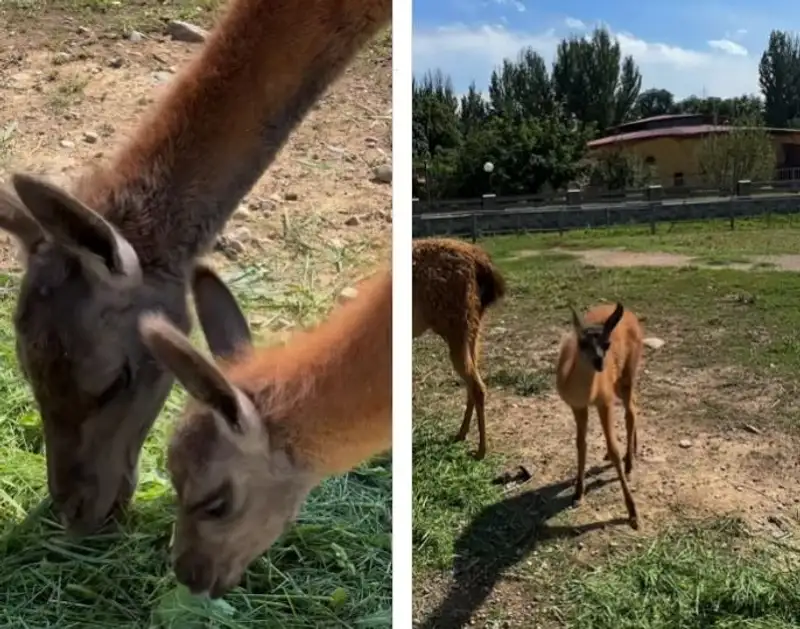 В зоопарке Алматы вновь пополнение