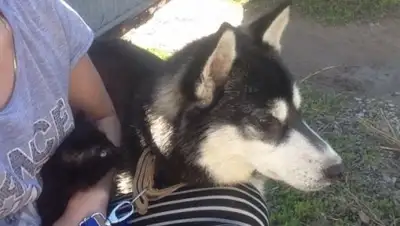 Zakon.kz, фото - Новости Zakon.kz от 24.05.2017 15:57