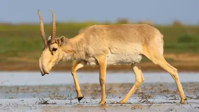 в ЗКО начнут сокращать численность сайги и запустят переработку мяса, фото - Новости Zakon.kz от 04.10.2023 15:41