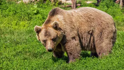 Pixabay, фото - Новости Zakon.kz от 18.06.2019 06:14