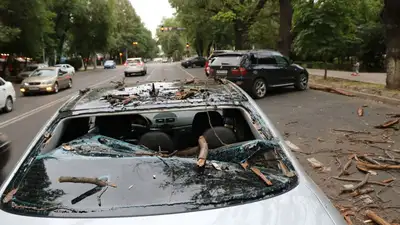 дерево, происшествие, фото - Новости Zakon.kz от 23.06.2023 17:10