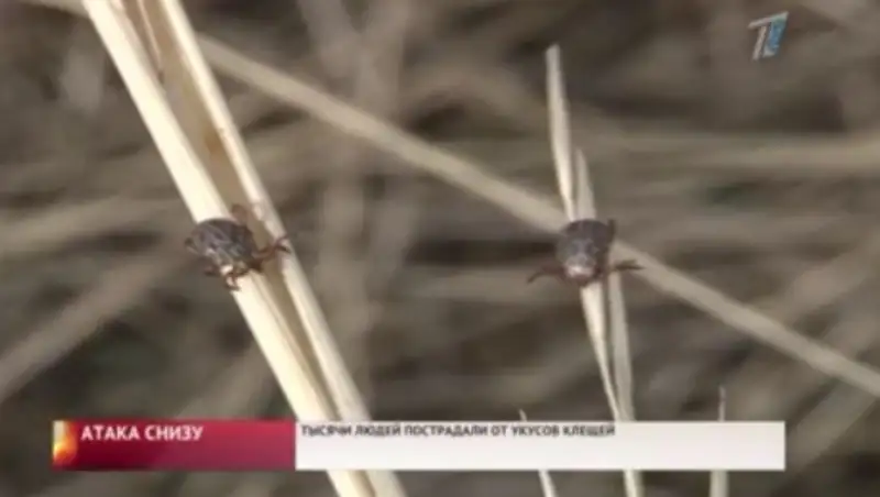 Число пострадавших от клещей неуклонно растет