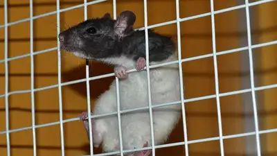 В США начали расследование в отношении Neuralink, фото - Новости Zakon.kz от 06.12.2022 15:12