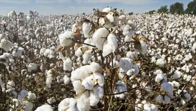 pixabay, фото - Новости Zakon.kz от 05.11.2021 13:12