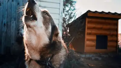 pixabay.com, фото - Новости Zakon.kz от 05.07.2019 17:38